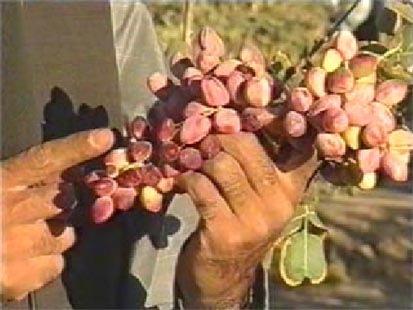 KHAZRA ( Iron Chelate Fertilizer ) - MarPar Company Products