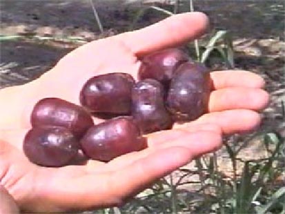 KHAZRA ( Iron Chelate Fertilizer ) - MarPar Company Products