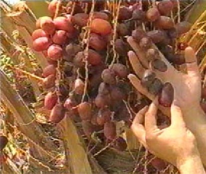 KHAZRA ( Iron Chelate Fertilizer ) - MarPar Company Products