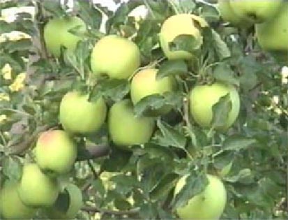 KHAZRA ( Iron Chelate Fertilizer ) - MarPar Company Products