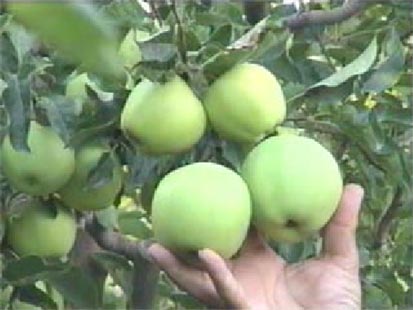 KHAZRA ( Iron Chelate Fertilizer ) - MarPar Company Products