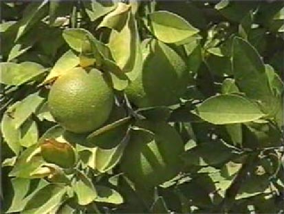 KHAZRA ( Iron Chelate Fertilizer ) - MarPar Company Products